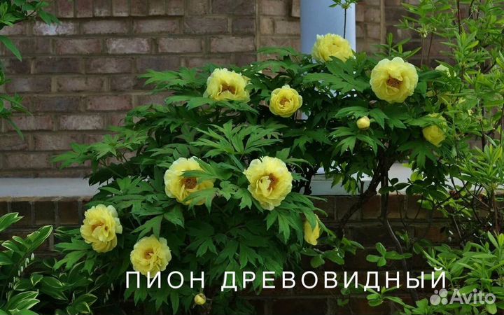 Саженцы плодовых и декоративных растений