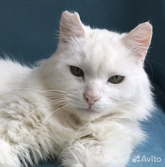 Белый кот в дар