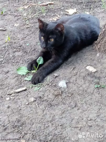 Кошечка 4 месяца