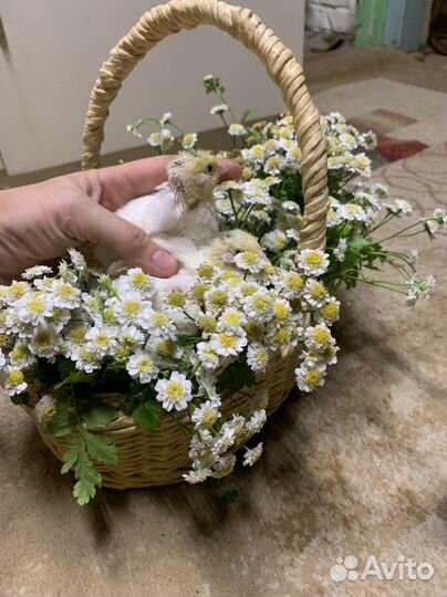 Цыплята перепела 