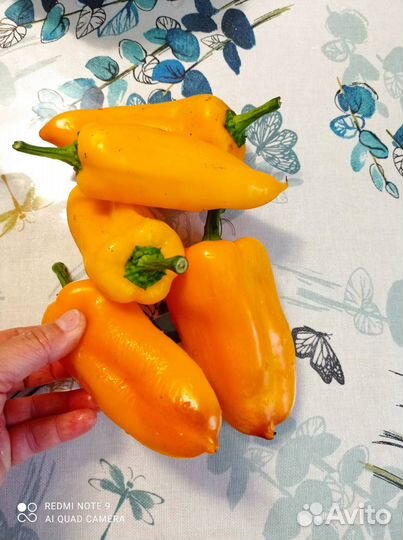 Семена сортового сладкого перца