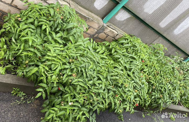 Тибетская малина (саженцы )