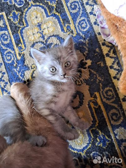 Британские котята