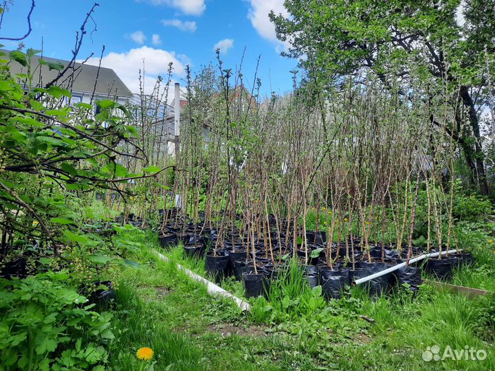 Ред Чив и другие сорта яблонь