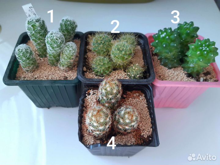 Кактус маммиллярия