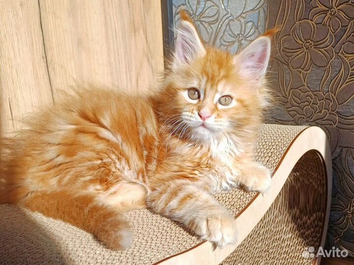 Котик Мейн-кун