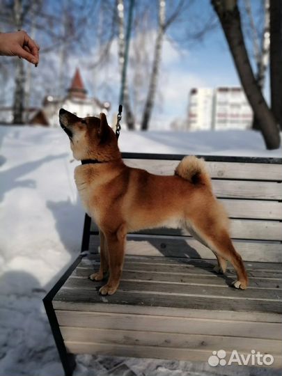 Сиба-ину