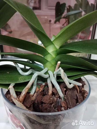 Орхидея фаленопсис Bucharest