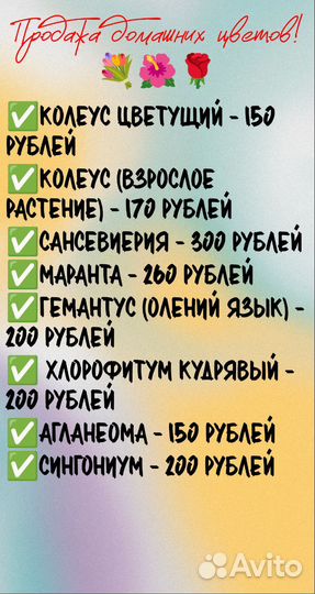 Хлорофитум кудрявый, Гемантус