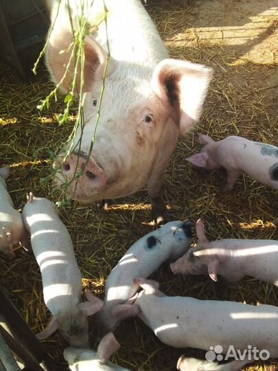 Свиноматка см-1