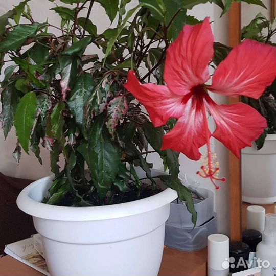 Гибискус пестролистный