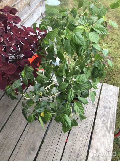 Китайская роза