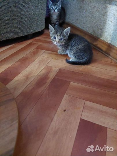 Кошки в добрые руки бесплатно