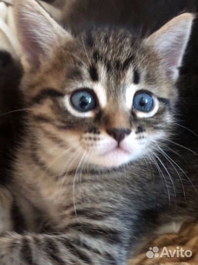 Котята
