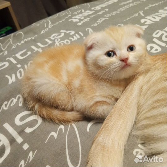 Шотландская вислоухая