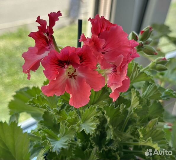 Королевская пеларгония