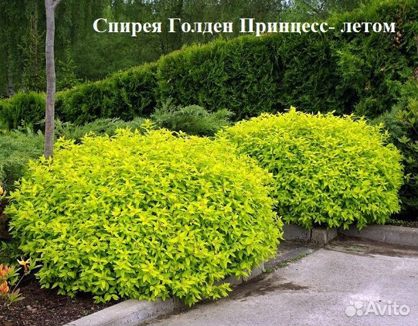 Спирея в ассортименте