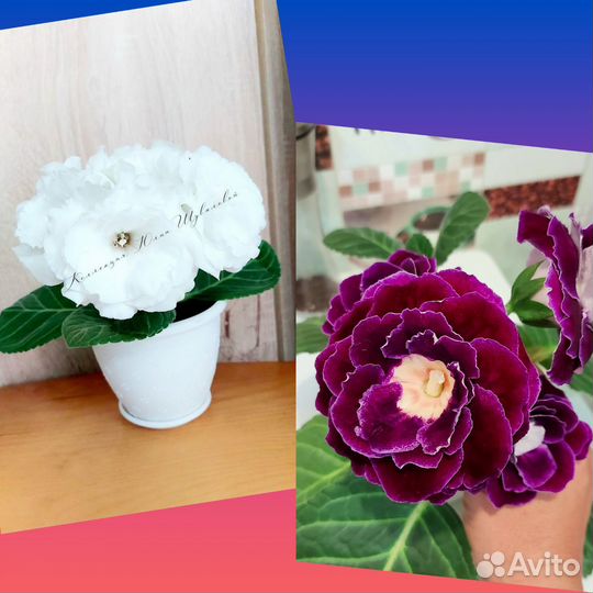 Глоксиния, фиалка