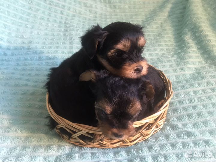 Йоркширский терьер