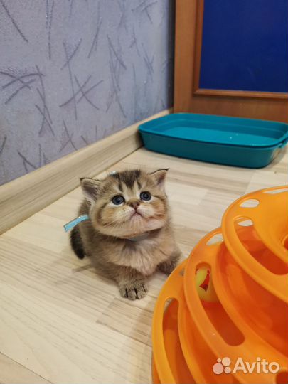 Шотландский кот для вязки