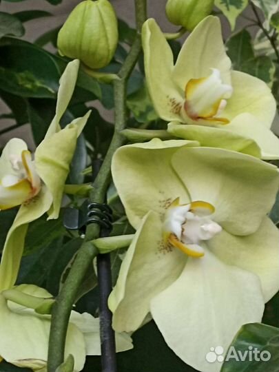 Орхидея Фаленопсис Цимбидиум