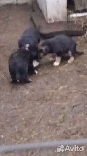 Вьетнамск вислобрюхий поросенок