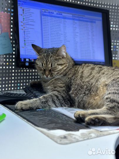 Кошка Фанни