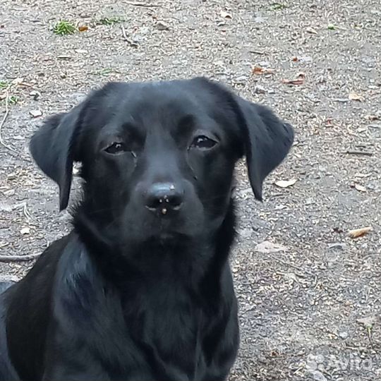 Лабрадор метис