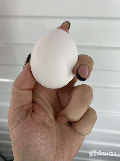 Яйцо домашнее