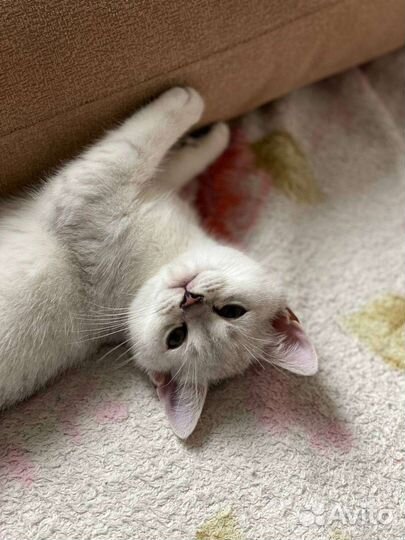 Котята шотландской шиншиллы