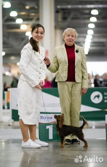 Хендлинг, хендлер