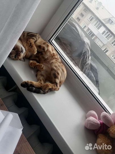 Бенгальская кошка