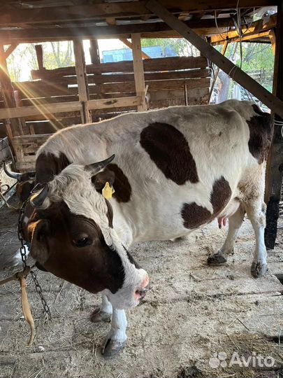 Корова дойная с теленком
