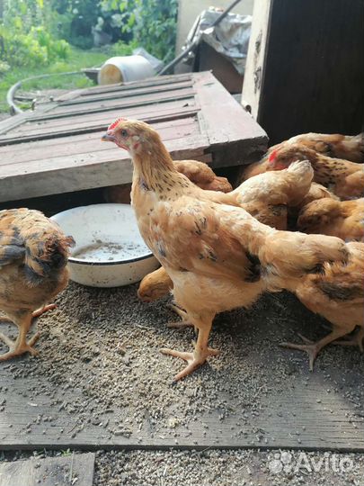 Куры цыплята
