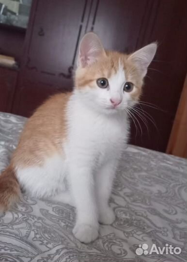 Котенок рыжий
