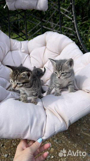 Кошка в дар бесплатно