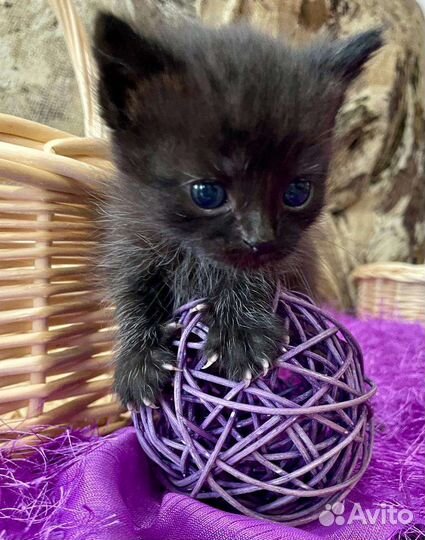 Котята в добрые руки 1 месяц