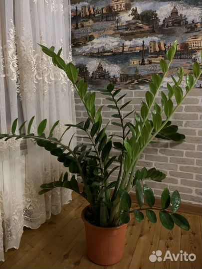 Замиокулькас