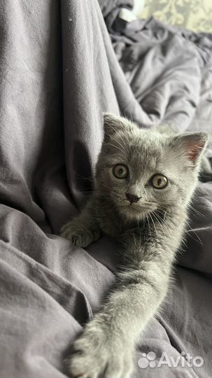 Отдам кота в добрые руки