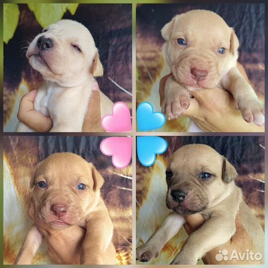 Супер щенки питбуля