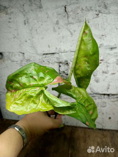 Сингониумы