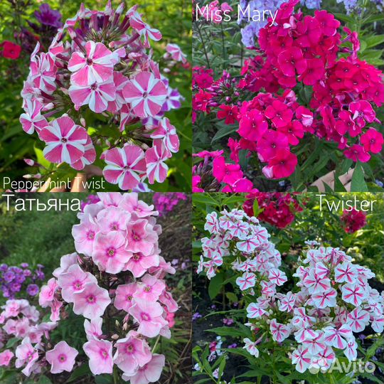 Флоксы многолетние метельчатые сорта