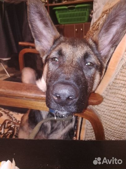 Отдам собаку в добрые руки