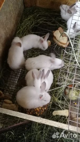 Крольчата