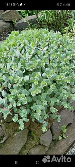 Очиток седум