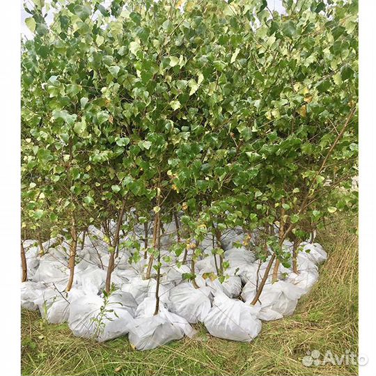 Береза саженцы с доставкой