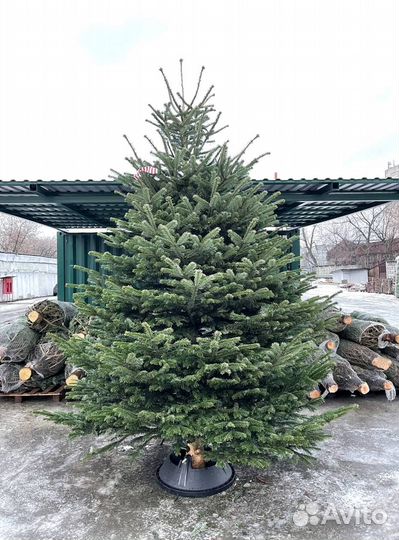 Новогодние еловые ветки лапник Нобилиса/Нордмана и