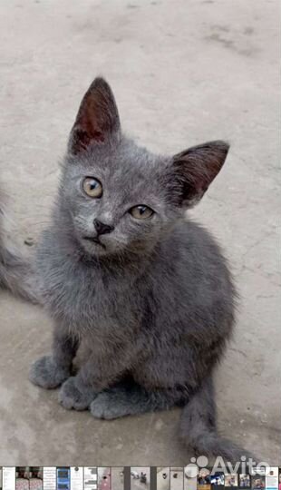 Кошка в дар