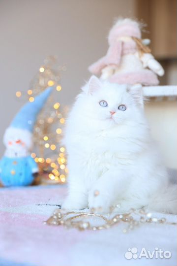 Лучший комочек счастья