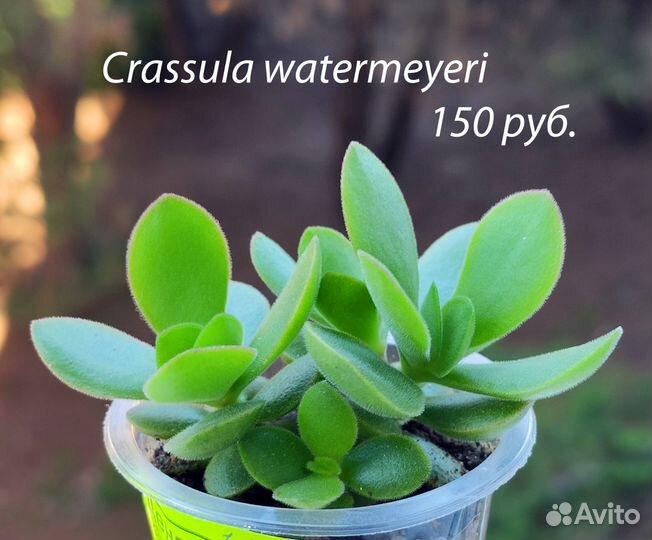 Крассулы разных видов